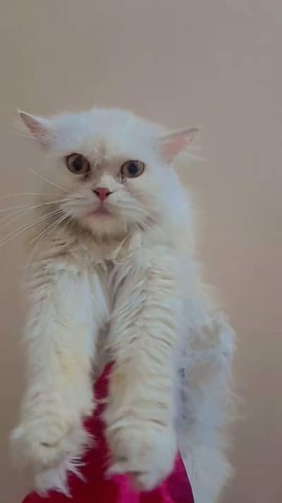 Pure Persian semi punch cat