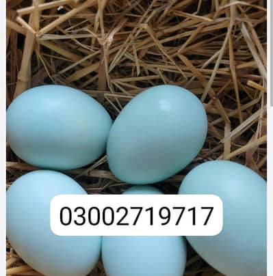 Neelay  Ando wali murgi