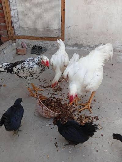 Aseel O SHAMO for sale