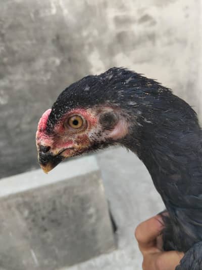 Black| Shamo| Patha| For| Sale|