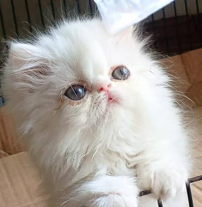KITTEN SNOW WHITE CLOUD