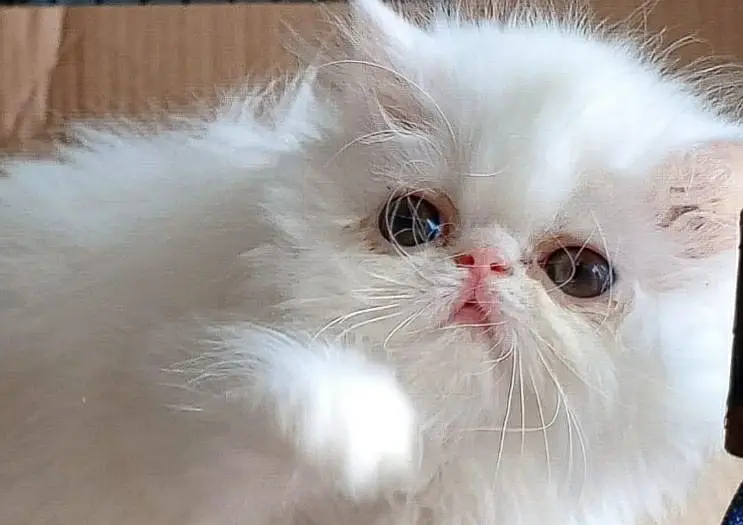 KITTEN SNOW WHITE CLOUD — photo 2