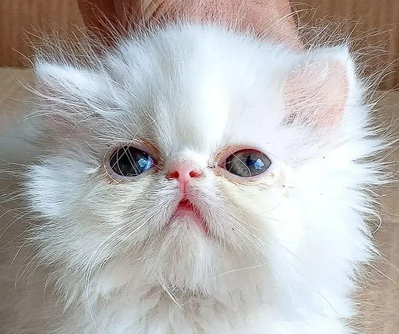 KITTEN SNOW WHITE CLOUD — photo 3
