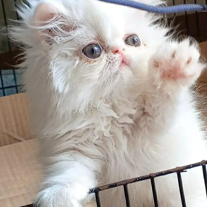 KITTEN SNOW WHITE CLOUD — photo 4