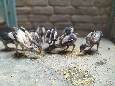 High quality dragon cross chick. s
