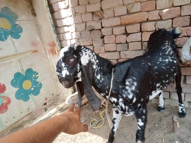 دو بری بکری ہے اور ان کا ایک ایک بچہ ہے 3