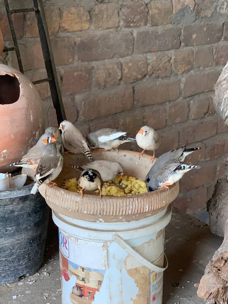 finches 0