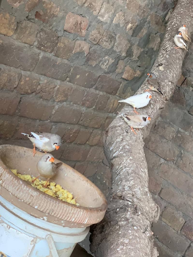 finches 1