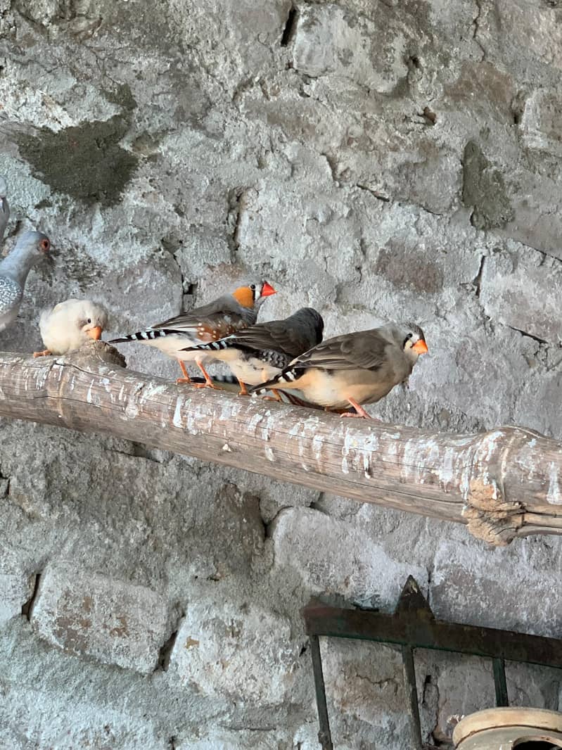 finches 2