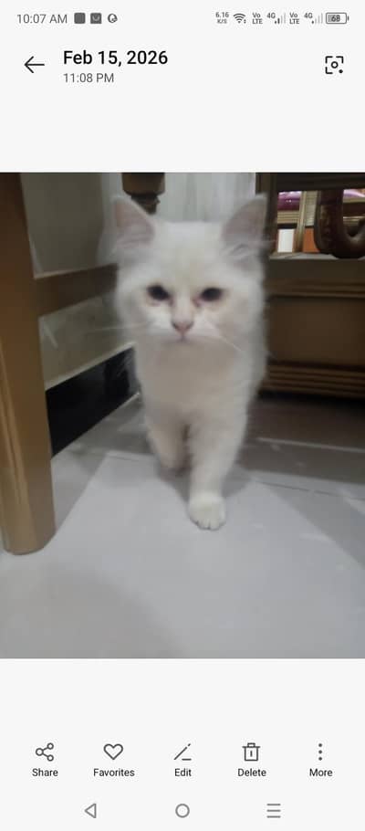 Persian Cat