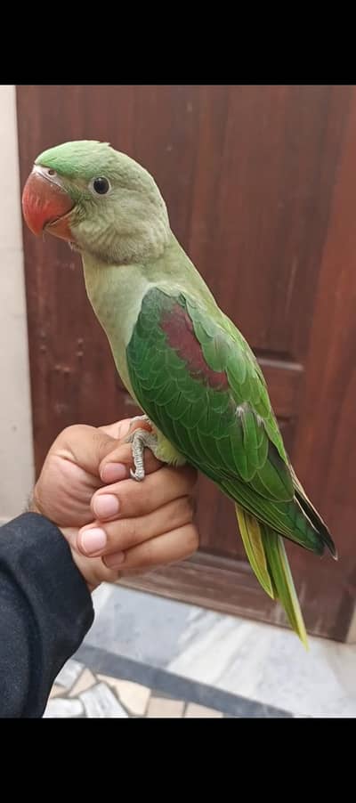 Alexander parrot
