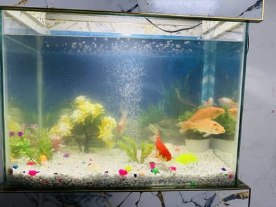 Gold fish