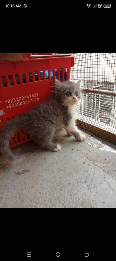 Persian kittens