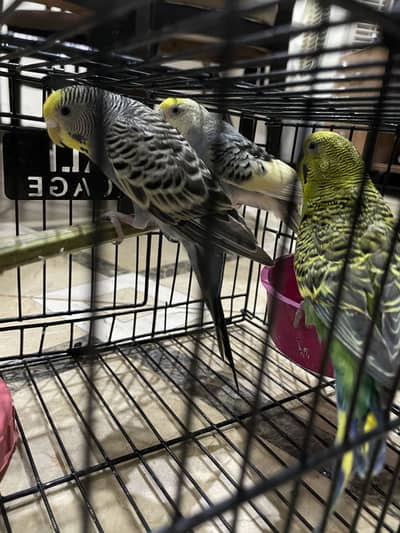 One male and two females parrots