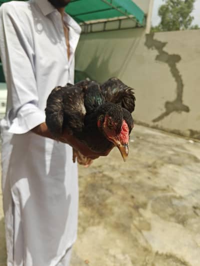 Pure Aseel Murgi Urgent Sale