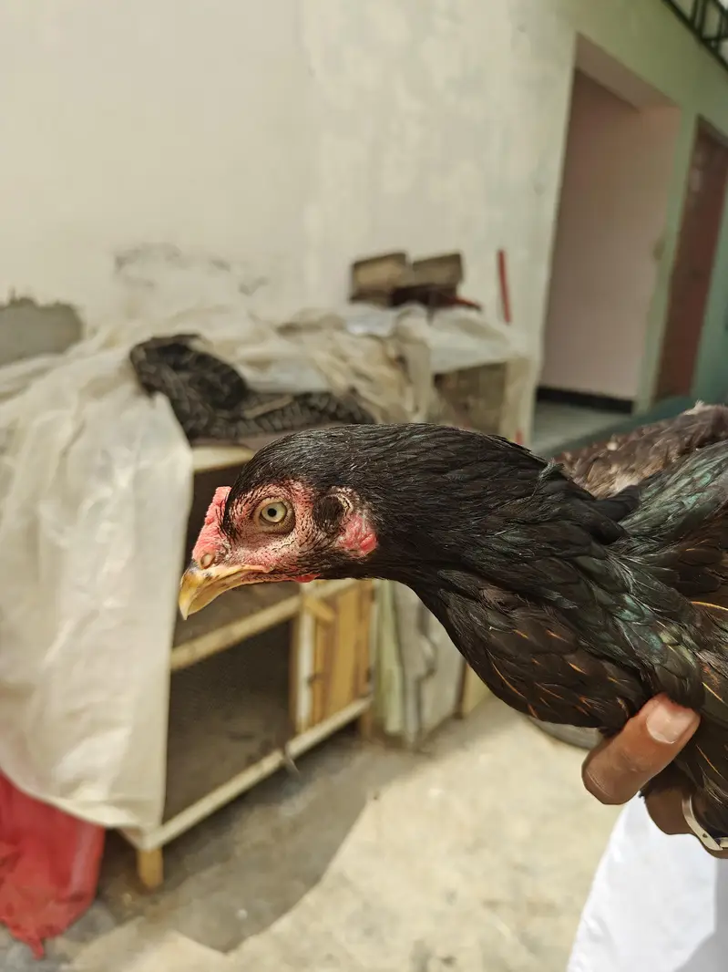 Pure Aseel Murgi Urgent Sale — photo 3
