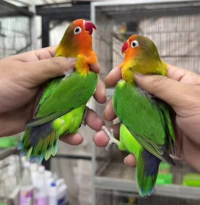 Top Quality Lovebirds Full Breeder Pairs Setup