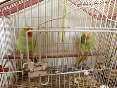 Healthy Ringneck Parrot Pair + Female Ringneck for Sale