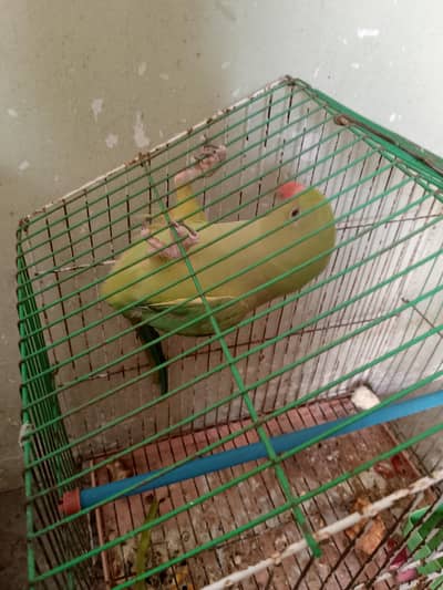 Female Ringneck for Sale