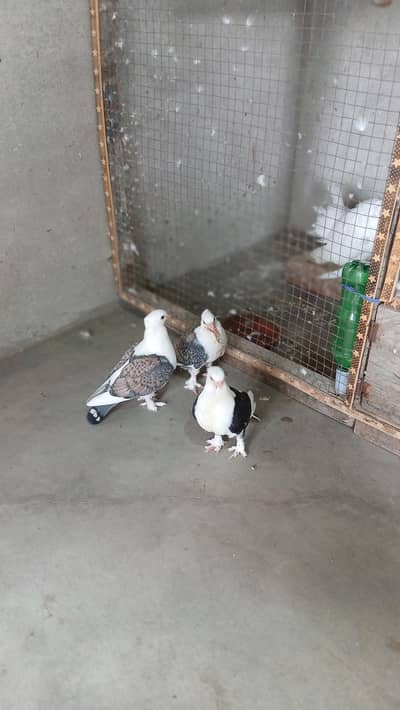 3 sentinent chiks 3417364953