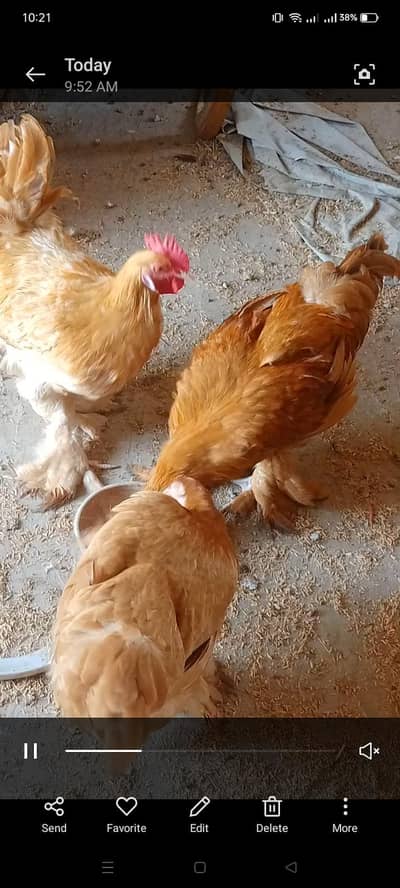 Trio Golden Buff and Aseel cross