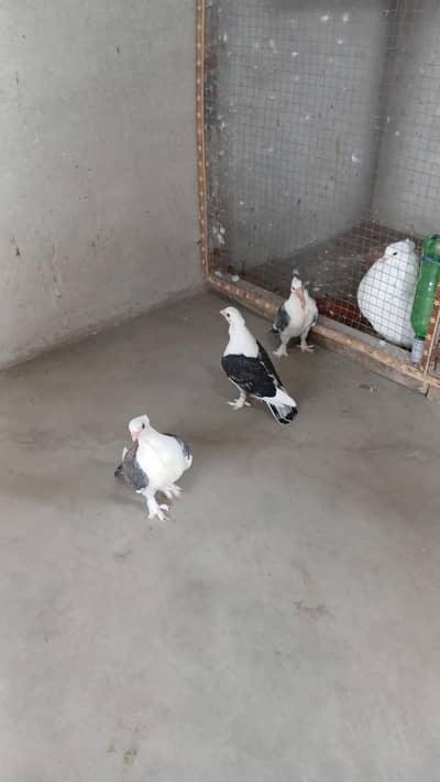 sentinent chiks  3417364953