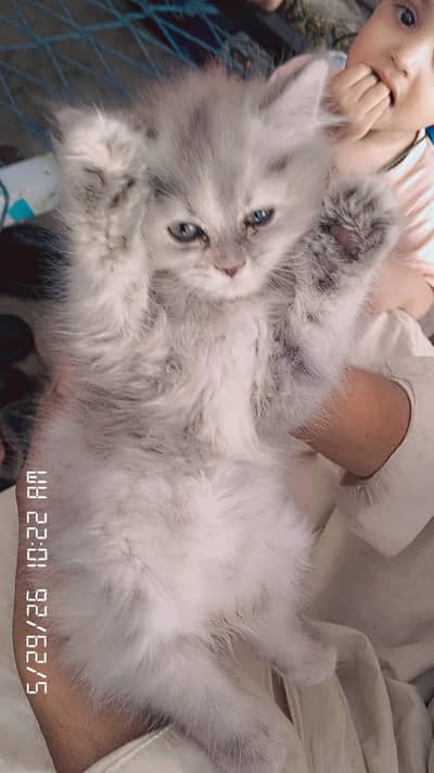 Super Cute & Playful Persian Kitten for Sale!