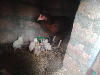 Aseel murge with chicks