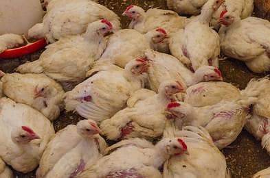 Layer Hens for Sale