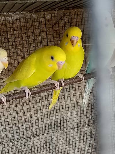 budgie pathay for sale with good health.