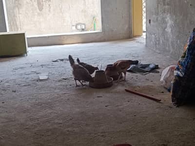Golden hens