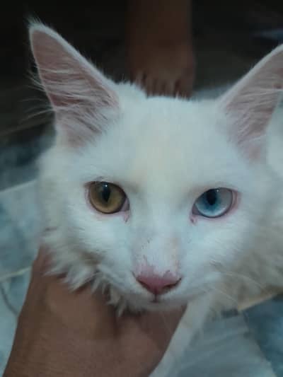 Persian male kitten odd eyes