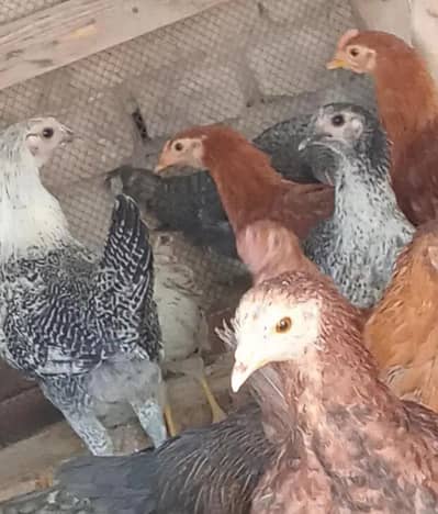 Golden Misri Hens Ready for Eggs 5/6 Months Age