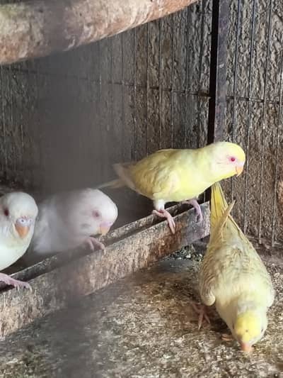 Fellow BudGies 14 pece