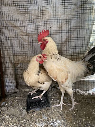3 Chicken for sale