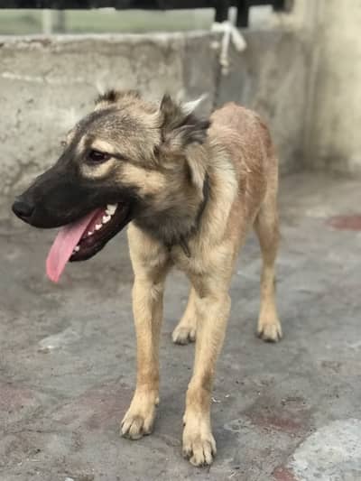 Kangal breed female