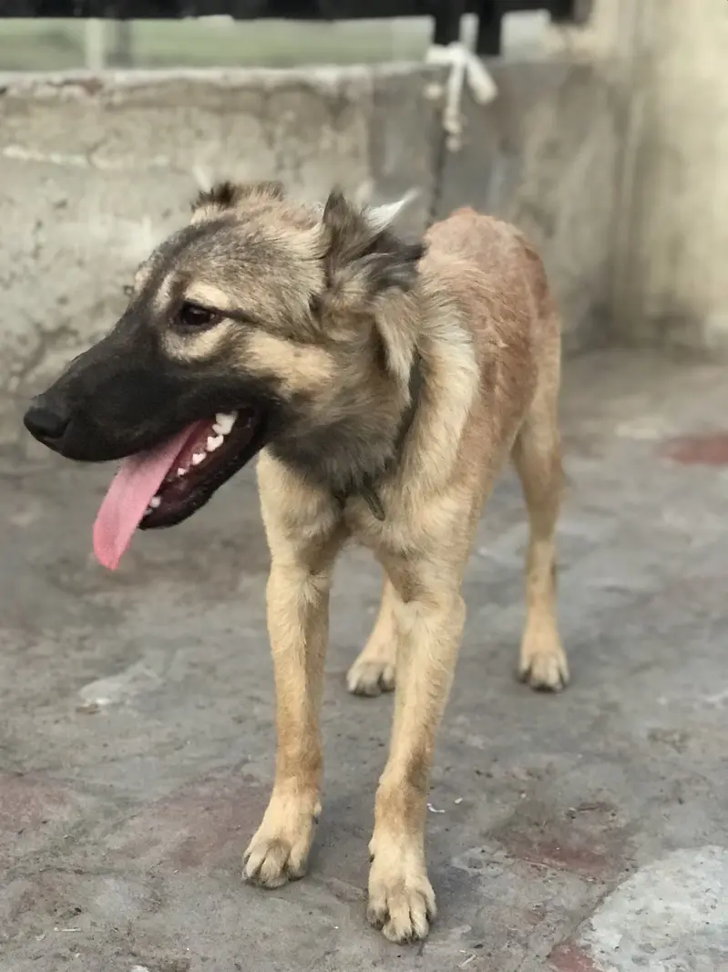 Kangal breed female WhatsApp num 03021449834