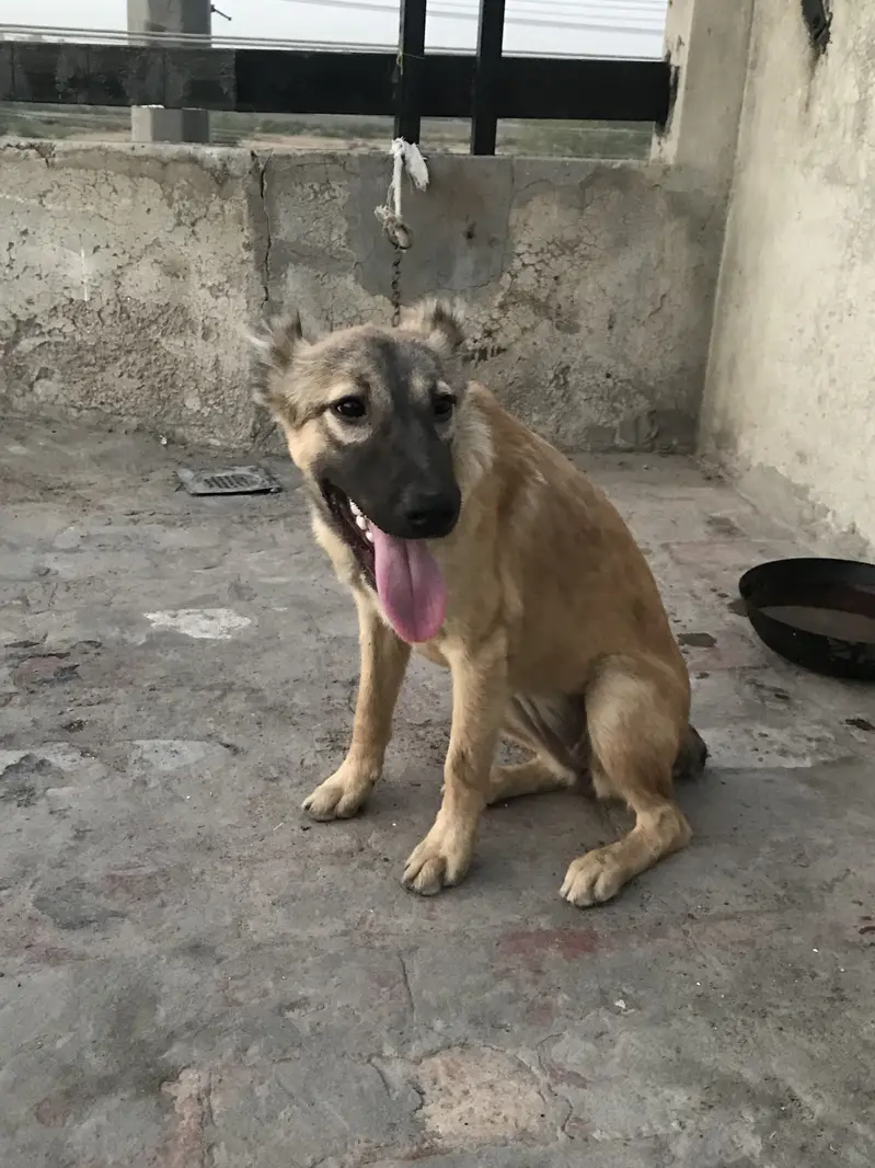 Kangal breed female WhatsApp num 03021449834 — photo 2