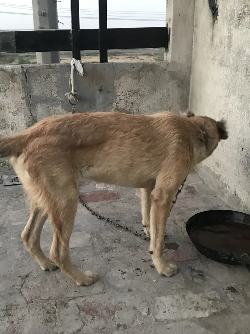 Kangal breed female WhatsApp num 03021449834 — photo 3