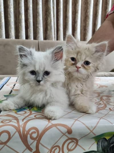 Persian Pair