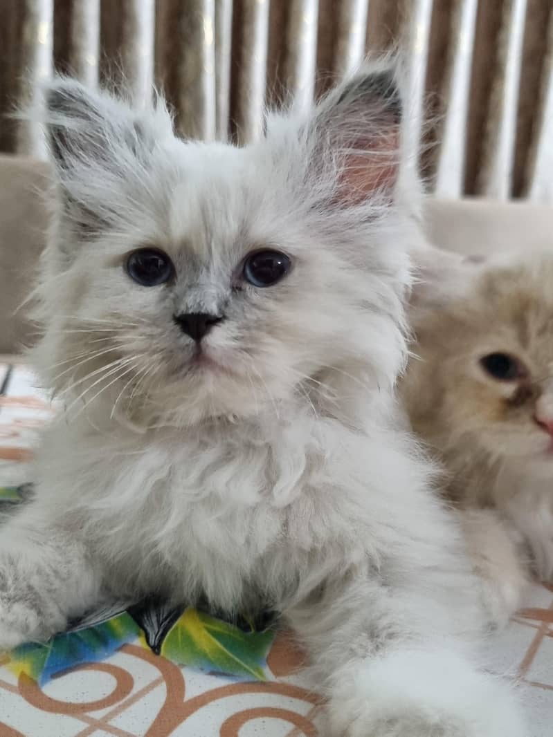 Persian Pair 1