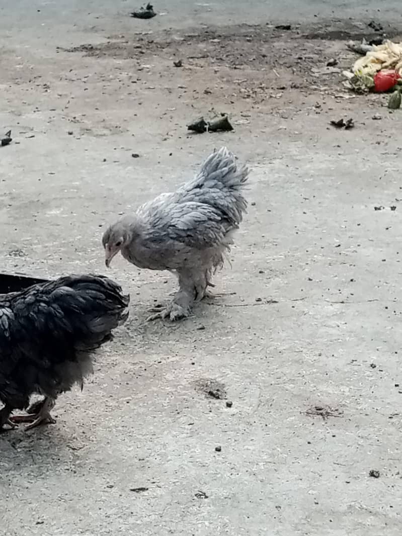 bantam 0
