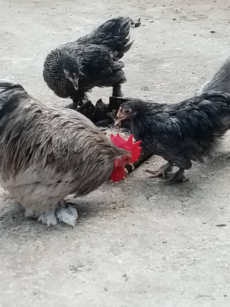bantam 1