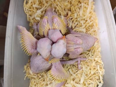 yellow ringneck chicks