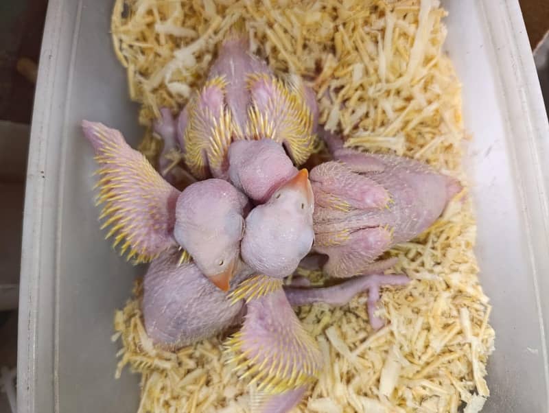 yellow ringneck chicks 0