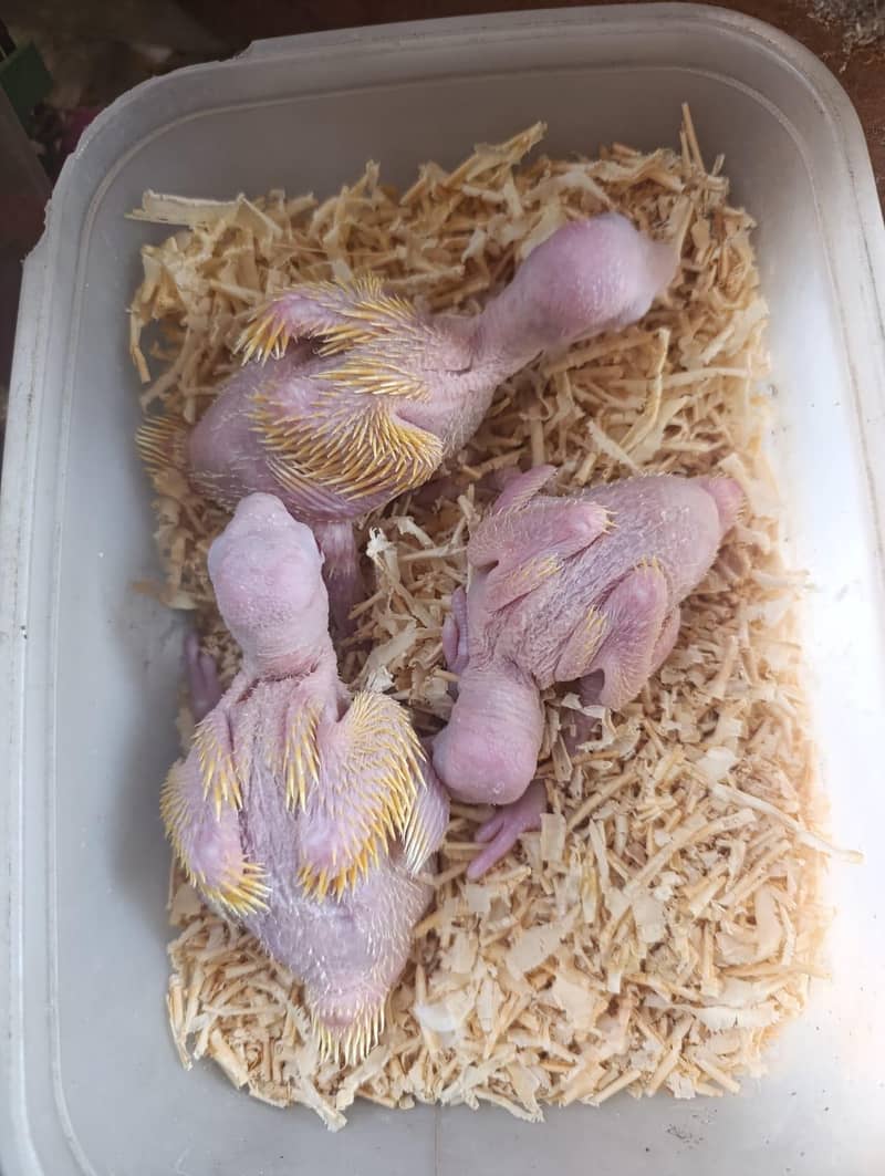 yellow ringneck chicks 1