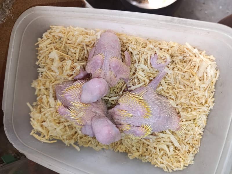 yellow ringneck chicks 2