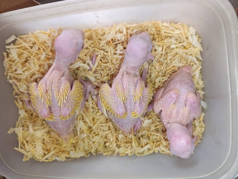 yellow ringneck chicks 3