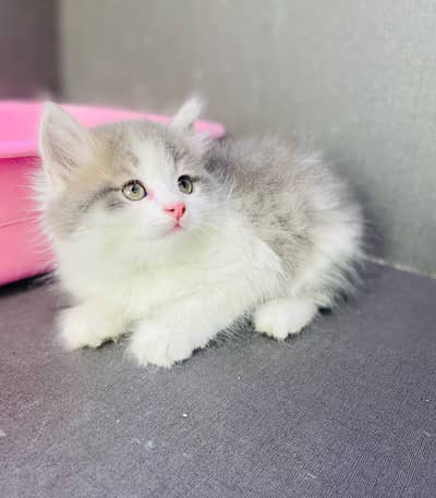 Quality Persian Punch   kitten WhatsAp03205959094