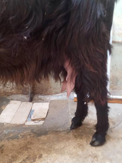 DDP cross dodh wali bakri 03154225575